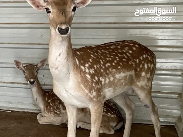 ذكر غزال للبيع هولاندي فلوريدي
