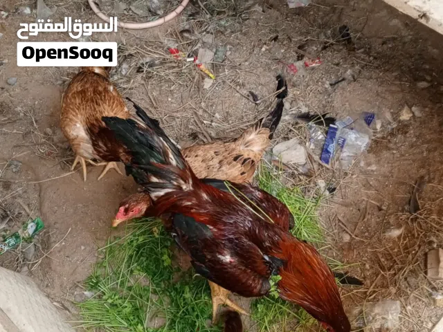 دجاج هنديات اصليه و2ديوجه هنادي اصليات دجاج الوحده  والديوجه كلمن وسعره