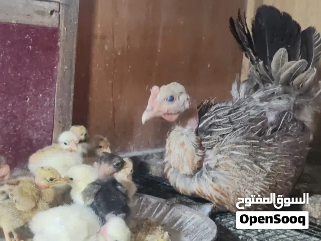 دجاج مع الأفراخ