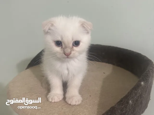 قط سكوتش فولد ذكر