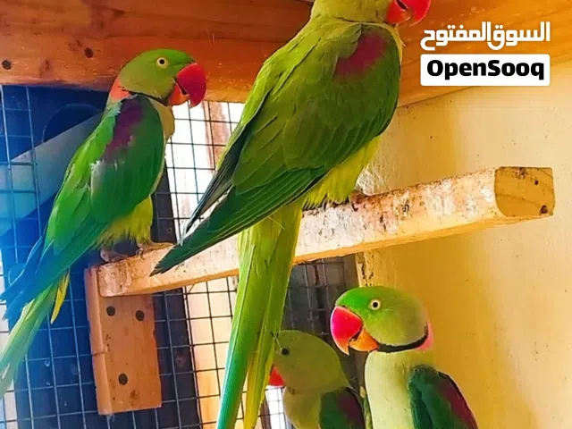 للبيع ذكور نيبالي