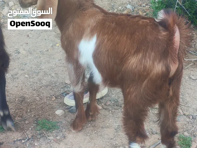 جدي طيب للبيع