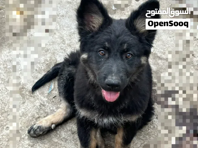 انثى جيرمن عمر ثلاثه شهور حاجه فخمه