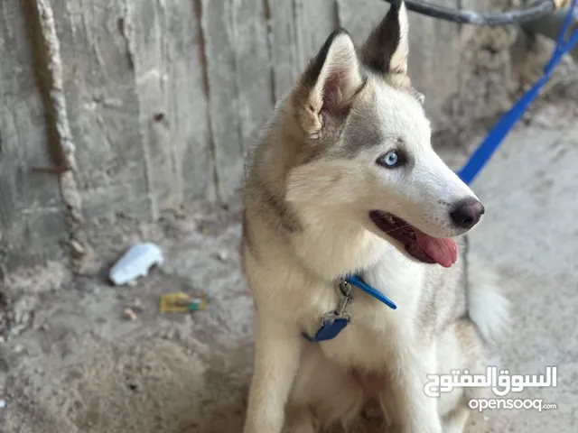 كلب هاسكي العمر 4 شهور ونص اليف متعود ع لعب