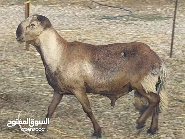 ماشاءالله تبارك الرحمن للبيع كبش سوداني سواكن اصل مستوى قوي وحجم ضخم ماشاءالله مد وشور العمر سنتين