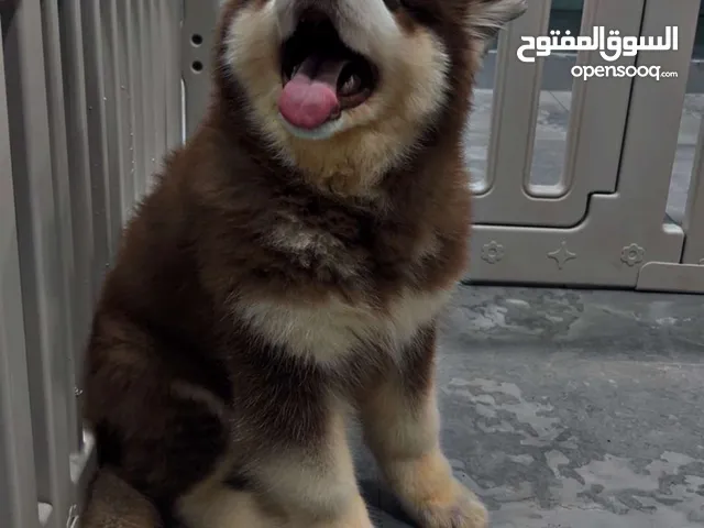 مالموت الاسكا