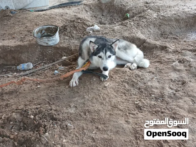 هاسكي صغير انثى 4 شهور