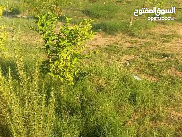 قطع اراضي للبيع بمنطقة عين زارة القرقني شارع الضمان