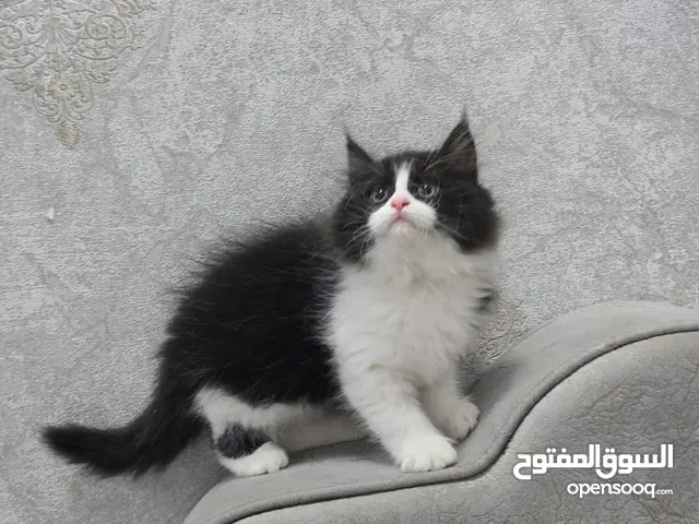 قط شيرازي اليف وصحته ممتازة