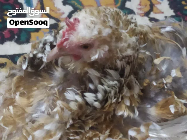دجاج كوشن مفتل للبيع
