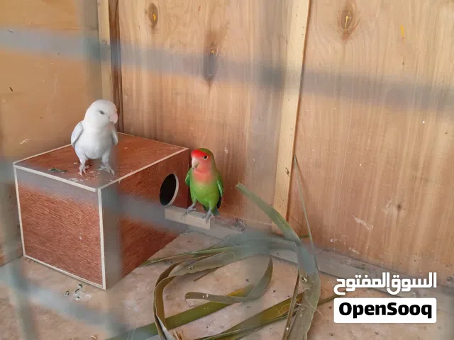 كوبية ربي ايبارك بركديلو روز امصوقرة بعون الله