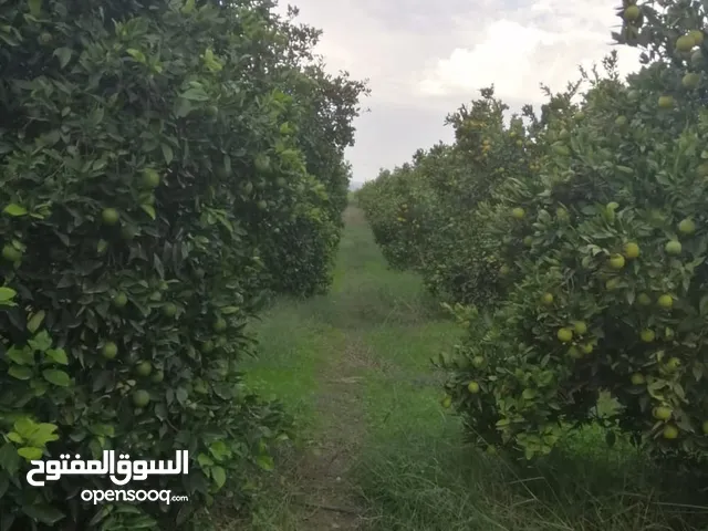 Farm Land for Sale in Irbid North Shuna