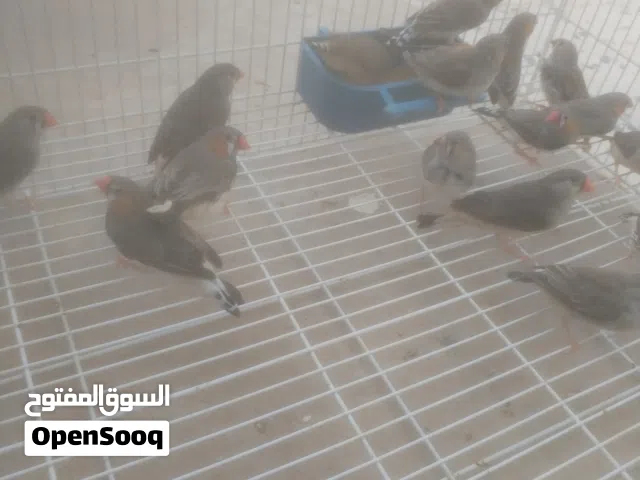عصافير زيبر