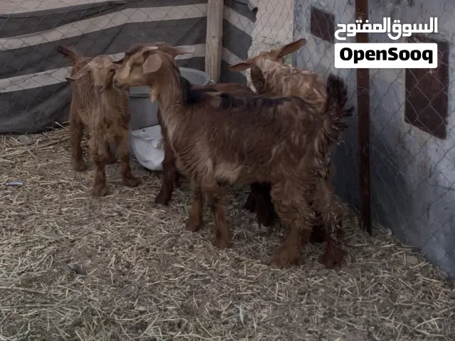للبيع تيس و 3 سخلات