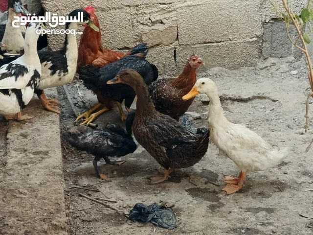 بشوش كبار للبيع بحاله زينه