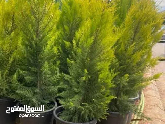 بعد إذن الإدارة متوفر لدينا شجر زنزلخت الشماسي إيطالي أنثى ارتفاع من 180 سم إلى 250 سم سعر الشجره 6