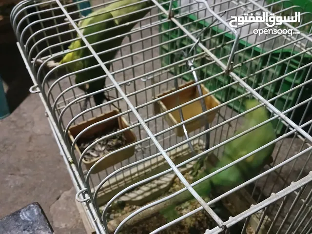 حبه درة انثى