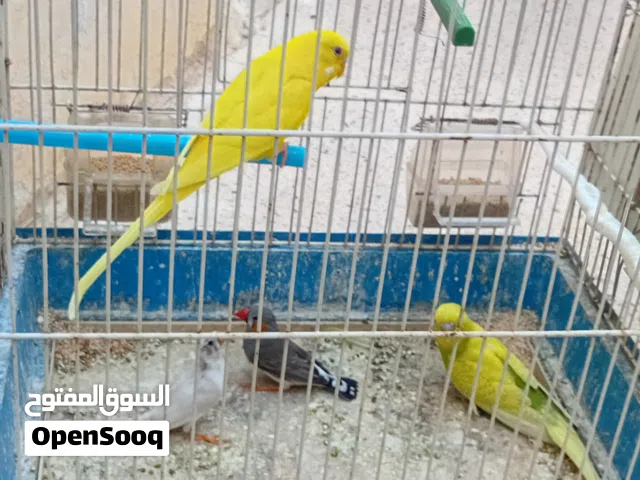 عصافير للبيع