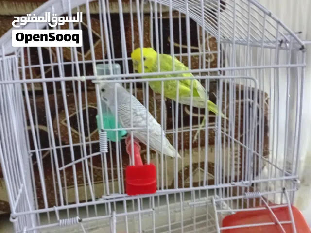 بيع عصافير بقلينو