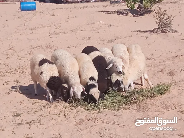 7 حوليات رويانات الله يبارك