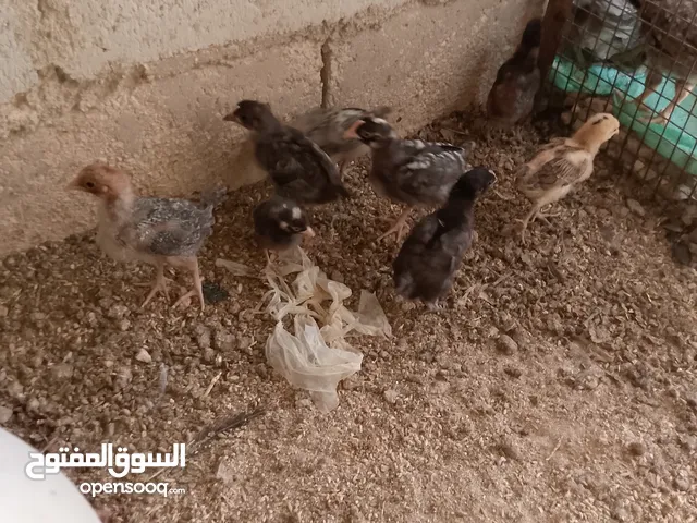 الصيصان بلدي نخب