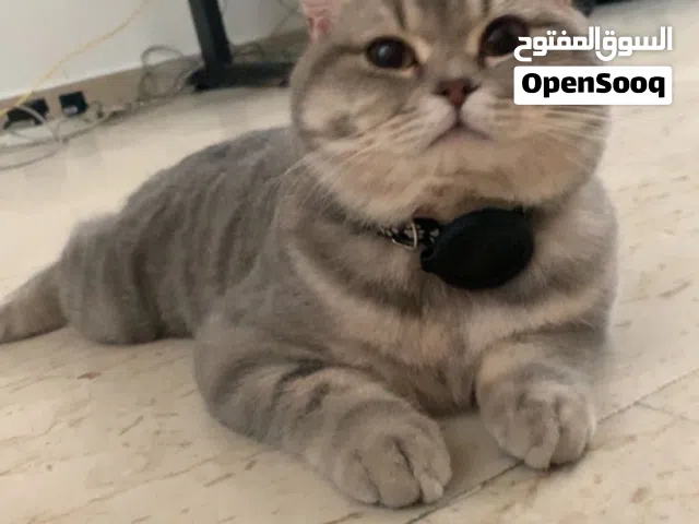 قط للتبني مجانا