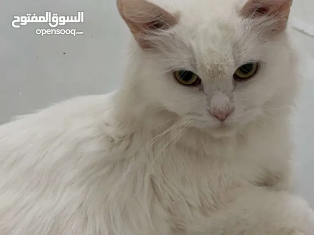 شيرازية للبيع