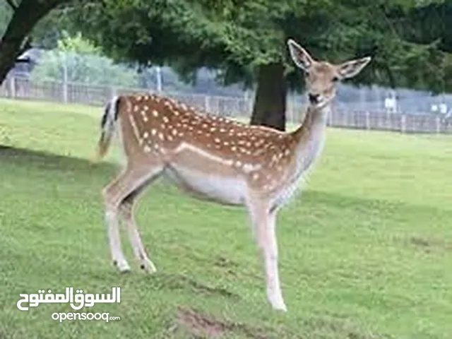 بيع غزلان الفلودير الآيل الأسمر الهولندي