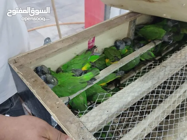 متوفر ببغاء سنغالي
