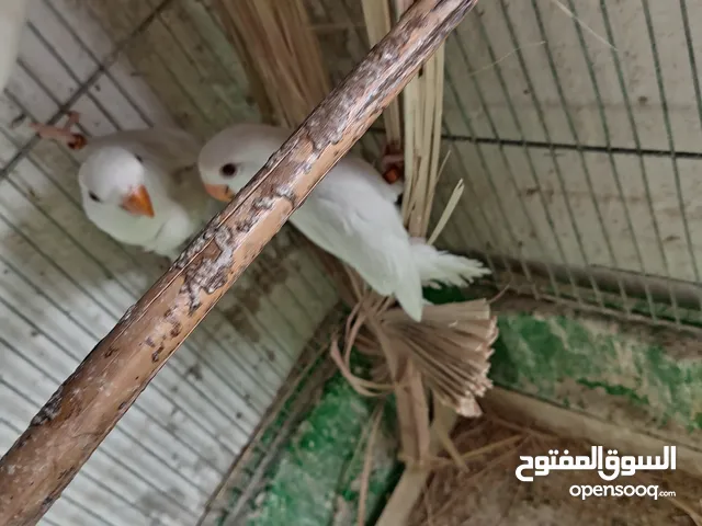 طور روز ألوان بتجنن الله يبارك لصاحب النصيب. روز البينو عين حمرا. البينو بيور من انناحي