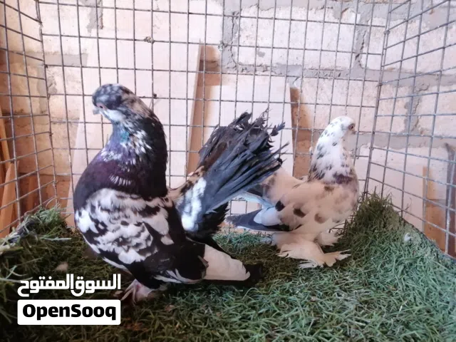كوبيا روسي على دحي ماشاءالله تبارك الله لاقوة الا بالله