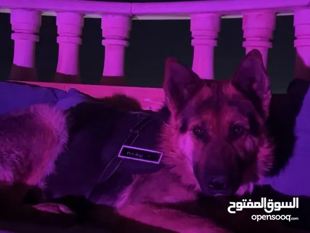 كلب جيرمن شيبرد للبيع بسبب السفر
