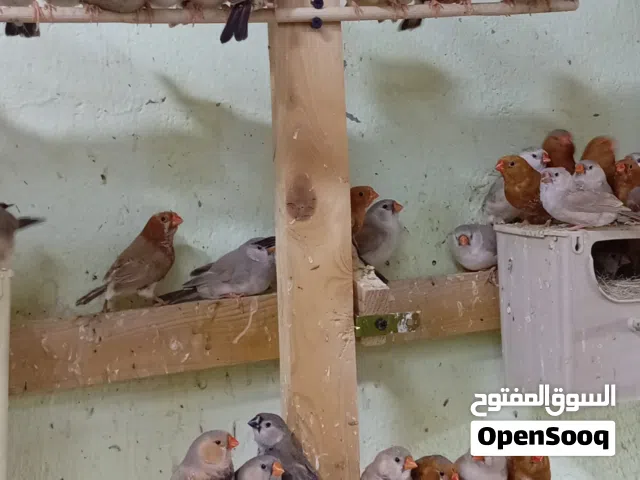 متاح محميه طيور زيبرا