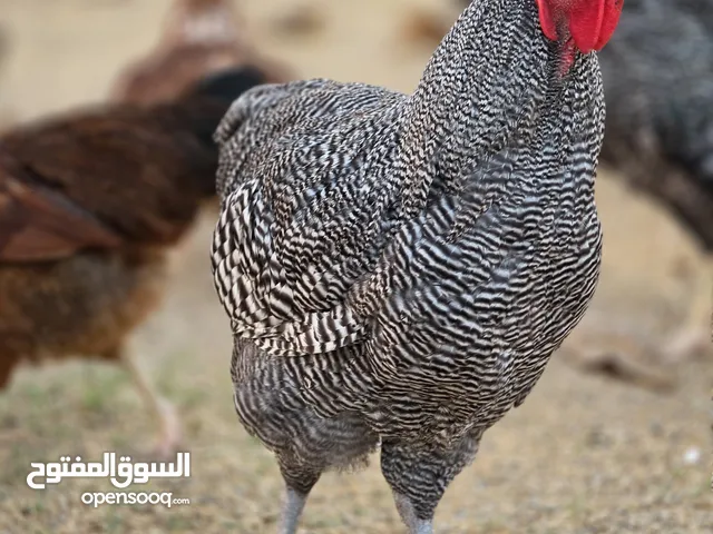 للبيع ديكين ودجاجة امروك
