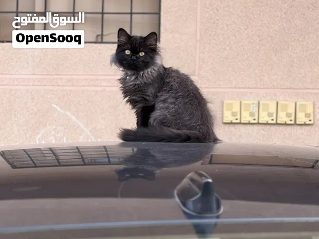 Persian Kitten for adoption– 4 Months Old (Very playful & Loving) vaccinated.