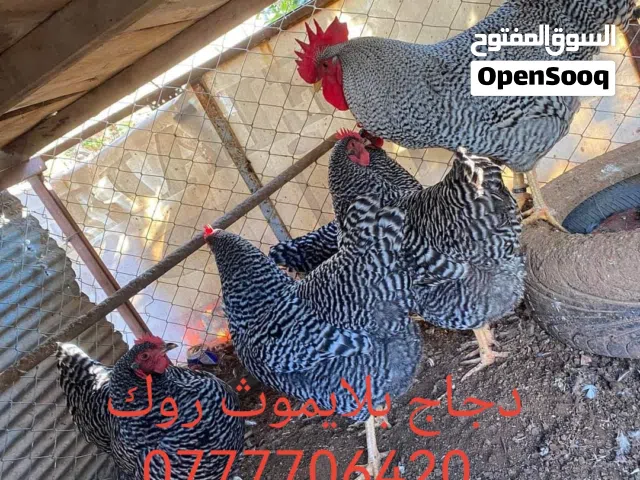 بيض وصوص من الانواع التالية