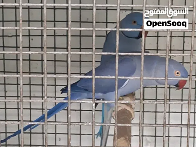 جوز دره جاهز للإنتاج  اللون ذكر ازرق وأنثى فايلوت