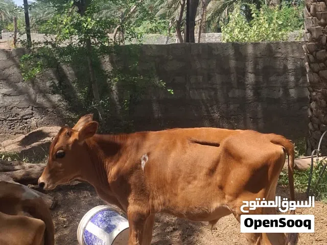 ثور عماني ولد 6 شهور