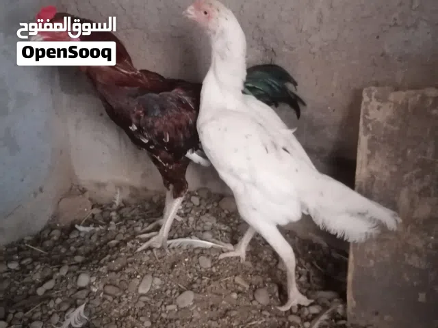 زوج ذكر وانثى دجاج باكستاني أصلي تربيه البيت طبيعي بدون تفقيس الحمدالله في صحه ممتازه العمر الإنتاج