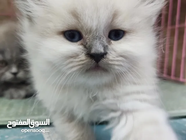 قطط هملايه عباره عن اللعاب ما شاء الله العمر 60يوم