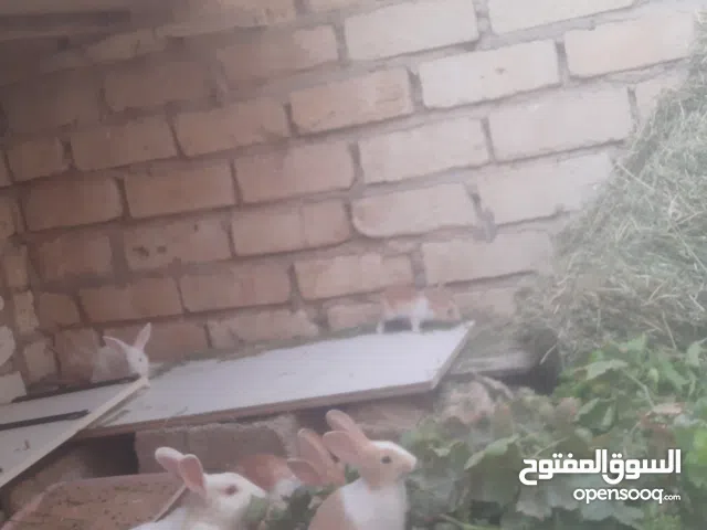أرانب صغار للبيع مالطي وألماني
