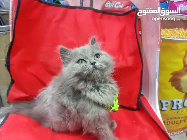قط همالايا