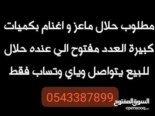 مطلوب الحلال