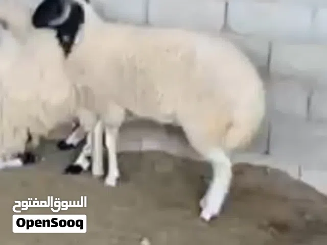 عرض خروف ميزان ربي ابارك فوق 30 كيلو