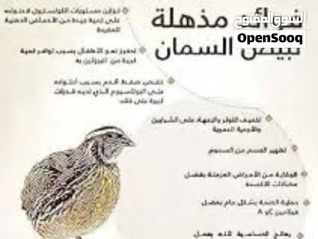 بيض سمان الكل فقط
