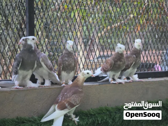 السلام عليكم متوفر كوبيات تاكله