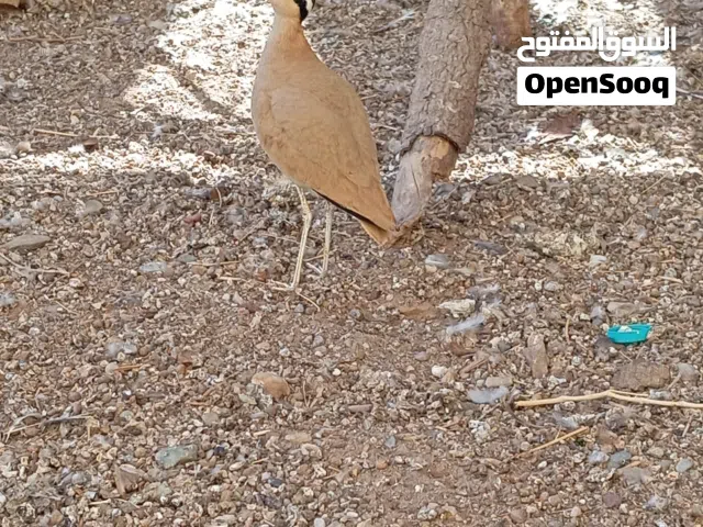 للبيع طيور بريه