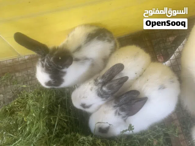 أرانب للبيع