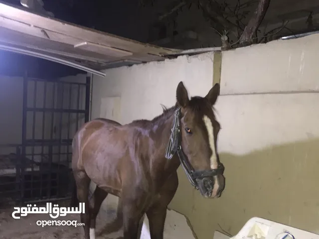حصان بصلاة على نبي صحه ونظافه العمر 5سنوات للبيع