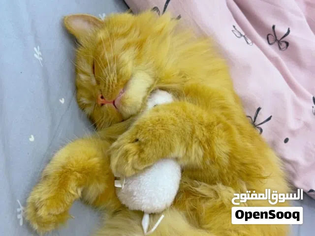 قط شيرازي لون مشمي